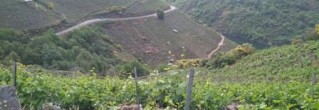 VITICULTURA HEROICA EN LA RIBEIRA SACRA