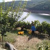 ENOTURISMO CON NIÑOS EN LA RIBEIRA SACRA