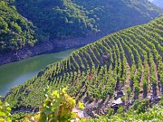 TREN ENOTURISTICO POR LA RIBEIRA SACRA