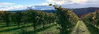 AROMAS Y SABORES EN RIAS BAIXAS