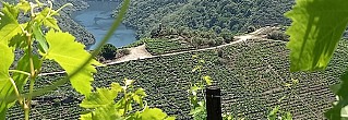 VIVE LA RIBEIRA SACRA