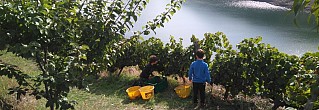 ENOTURISMO CON NIÑOS EN LA RIBEIRA SACRA