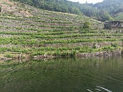 ALQUILER DE BARCO POR LA RIBEIRA SACRA