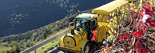 VITICULTURA HEROICA EN LA RIBEIRA SACRA