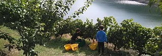 ENOTURISMO CON NIÑOS EN LA RIBEIRA SACRA