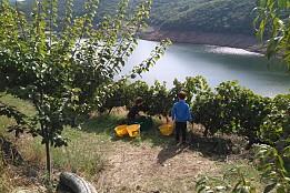 ENOTURISMO CON NIÑOS EN LA RIBEIRA SACRA