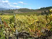 BODEGA JOAQUIN REBOLLEDO