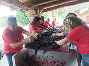 VENDIMIA Y CREA TU EXPERIENCIA SENSORIAL
