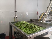 UN DIA ENTRE OLIVOS