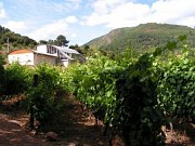 ENTRE VINOS Y PIZARRAS DE VALDEORRAS