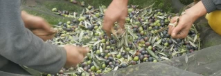 UN DIA ENTRE OLIVOS