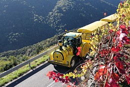 VITICULTURA HEROICA EN LA RIBEIRA SACRA