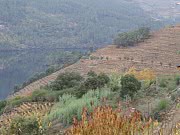BODEGA FINCA MILLARA