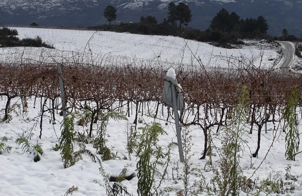 Joaquín Rebolledo | Pioneros del godello