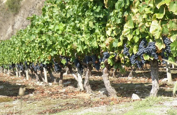 Amedo | Tradición vitivinícola familiar