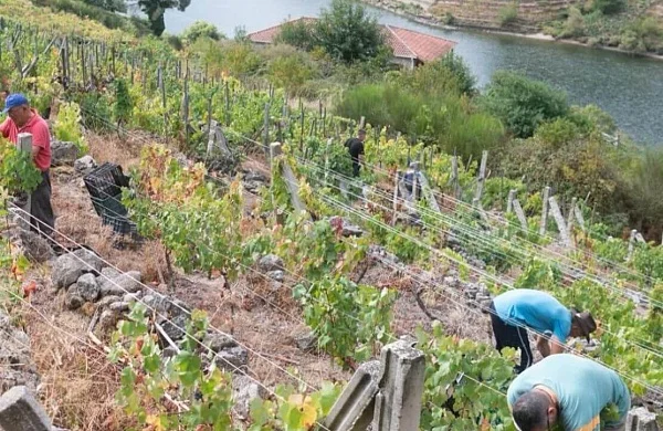 Pilares de Belesar | Bodega familiar en Ribeira Sacra