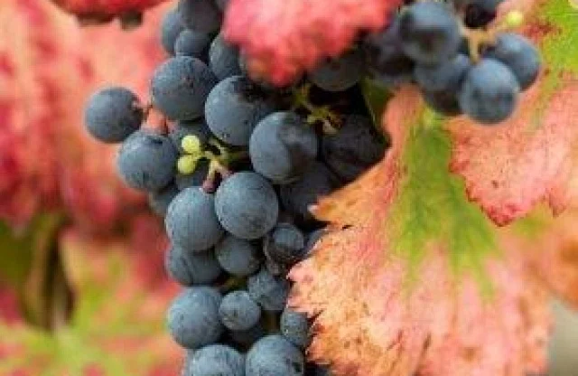 Degustación vegana y aperitivo de autor | Experiencia gastronómica