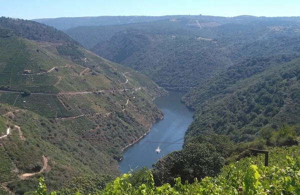 Vive Ribeira Sacra | Experiencia enoturística completa