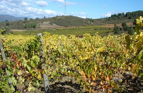 Joaquín Rebolledo | Pioneros del godello