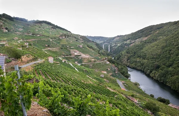 Vino, agua y paisaje en Ribeira Sacra | Ruta fluvial y viñedos