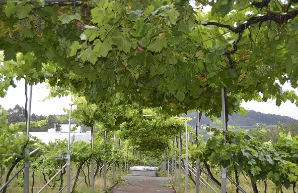 Luz de Estrelas | Vino blanco de autor