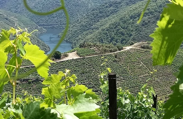Vive Ribeira Sacra | Experiencia enoturística completa