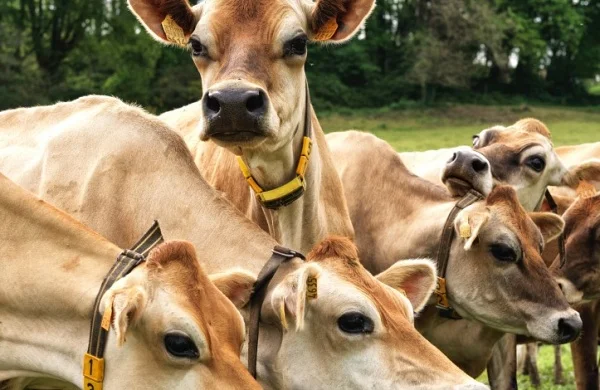 Ribeira Sacra | Vinos y quesos de autor