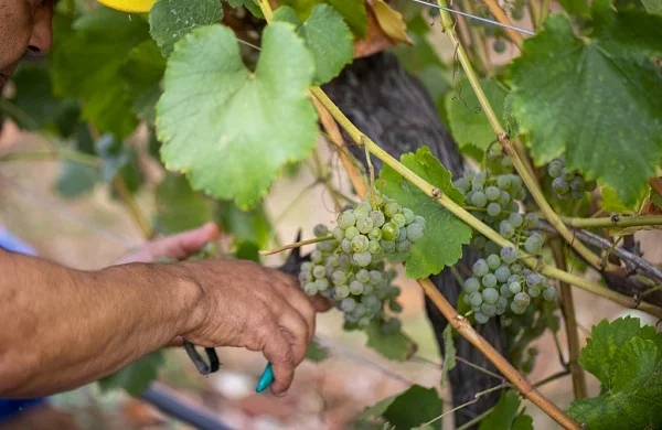 Aromas y sabores en Rías Baixas | Experiencia gastronómica