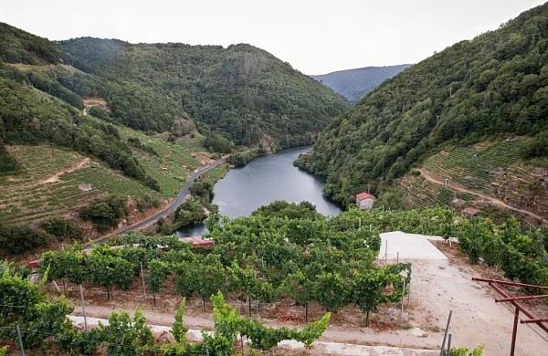 Castrofiz | Viñedos junto al Miño