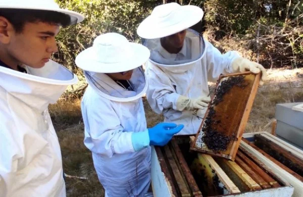 Apiturismo en Ribeira Sacra | Experiencia con abejas