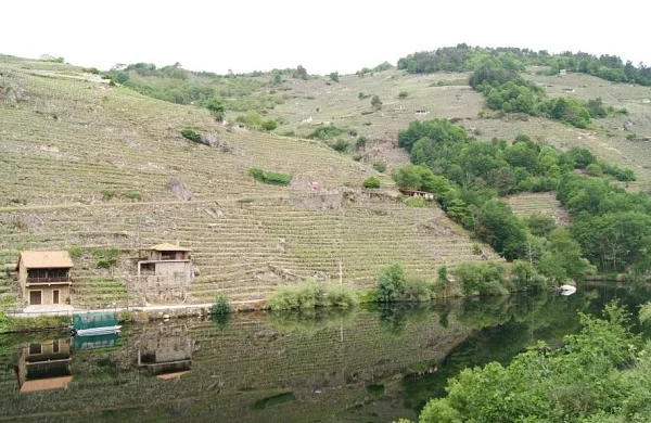 Ruta enológica por Ribeira Sacra | Bodegas y vino