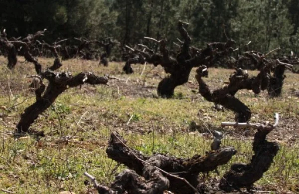 Santa Marta | Vinos de elaboración propia