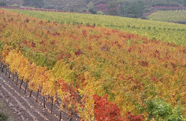 Visita milenaria en el Ribeiro | Historia y vino