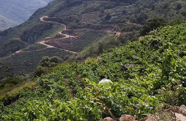 Val da Lenda | Vinos de Amandi