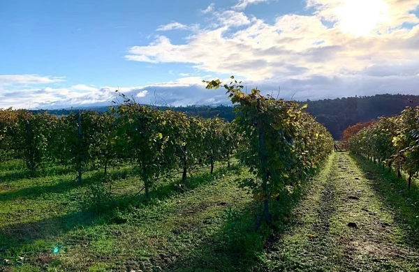 María Manuela | Albariño de finca