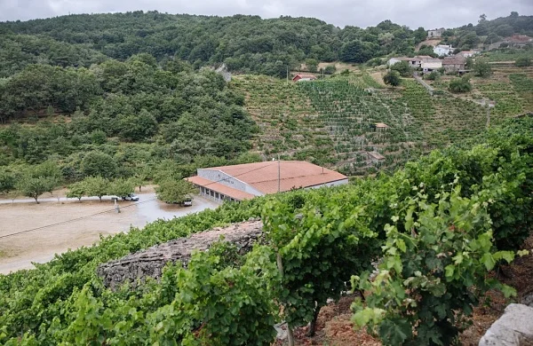 Amedo | Tradición vitivinícola familiar