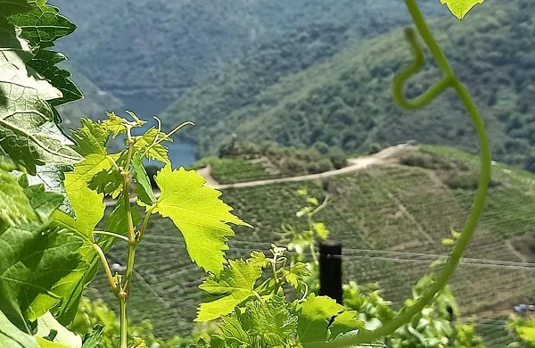 Vive Ribeira Sacra | Experiencia enoturística completa