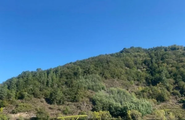 Alquiler de barco en Ribeira Sacra | Experiencia sin titulación Alquiler de barco en Ribeira Sacra | Experiencia sin titulación