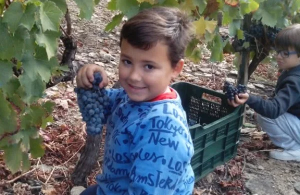 Enoturismo con niños en Ribeira Sacra | Experiencia familiar