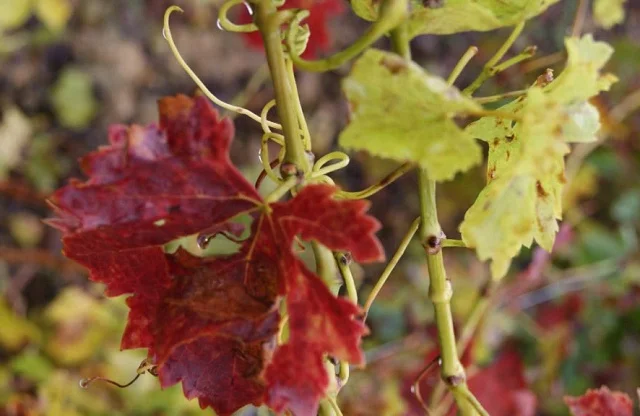 Paseo entre viñedos en Valdeorras | Naturaleza y vino