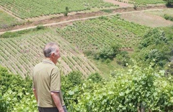 Santa Marta | Vinos de elaboración propia