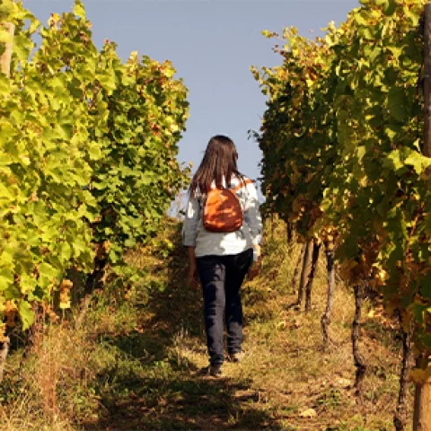 Rutas Enológicas