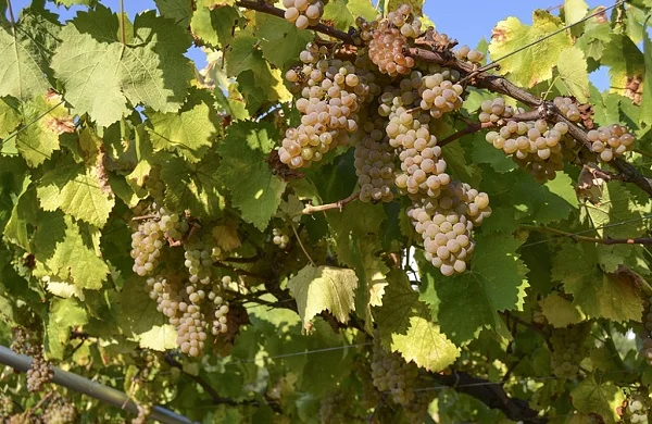 Luz de Estrelas | Vino blanco de autor
