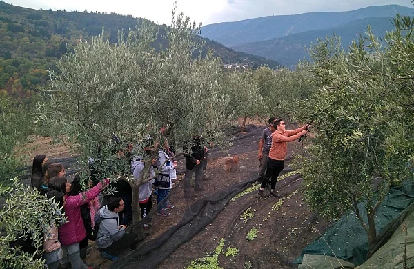 Enoturismo y oleoturismo | Vino y aceite de Galicia