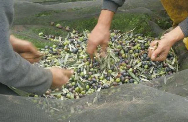 Oleoturismo en Ribeira Sacra | Aceite y tradición