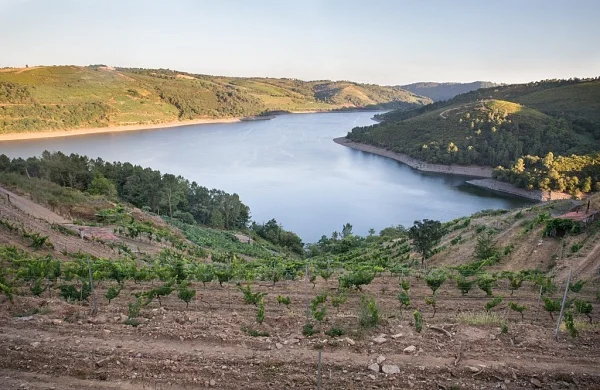 Castrofiz | Viñedos junto al Miño