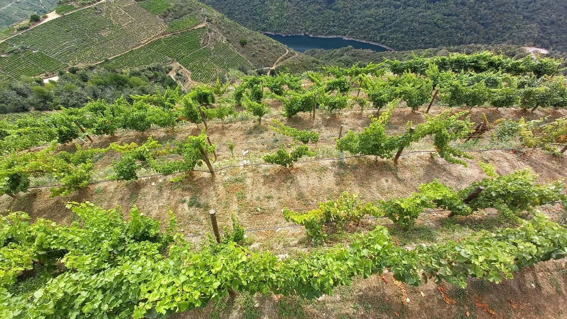Enoturismo Galicia: Tradición, Calidad y Sabor de Nuestra Tierra