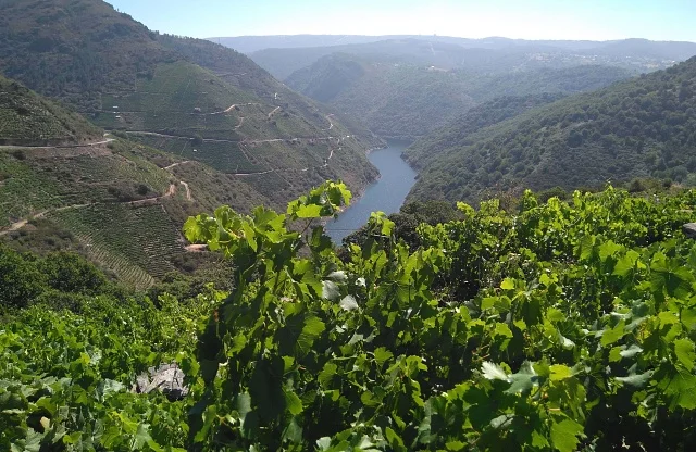 Dos D.O. en una experiencia | Valdeorras y Ribeira Sacra