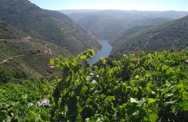 Dos D.O en una experiencia | Valdeorras y Ribeira Sacra Dos D.O en una experiencia | Valdeorras y Ribeira Sacra