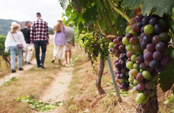 Vía Romana | Bodega en Chantada
